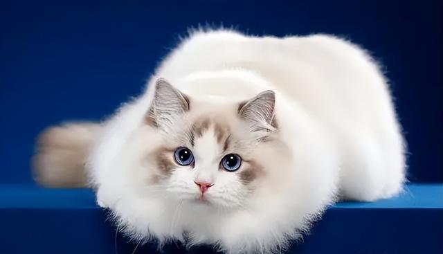 母猫应该绝育吗，它真的没有你想象的那么神奇