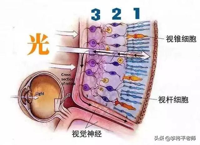 北太平洋巨型章鱼，海底最大生物大章鱼（北太平洋巨型章鱼和鲨鱼）