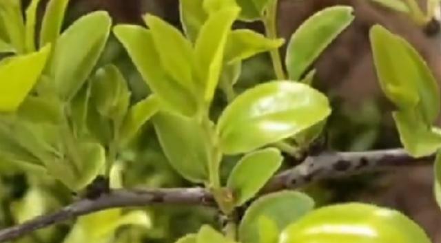 酸枣芽茶的功效与作用及食用方法，我这个顽固失眠者竟然成了瞌睡虫