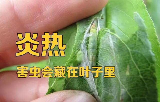 虫害防治新窍门，叶子油绿没有黑点了