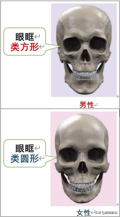 雌雄莫辨图解，白话解剖一堆白骨