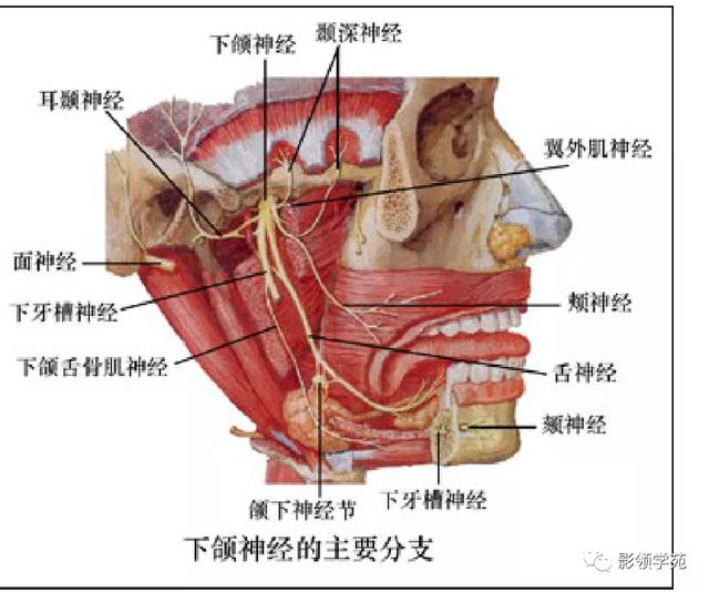 面部血管分布图，三叉神经分支及面部分布规律（玻尿酸怎么打，才会避免栓塞呢）