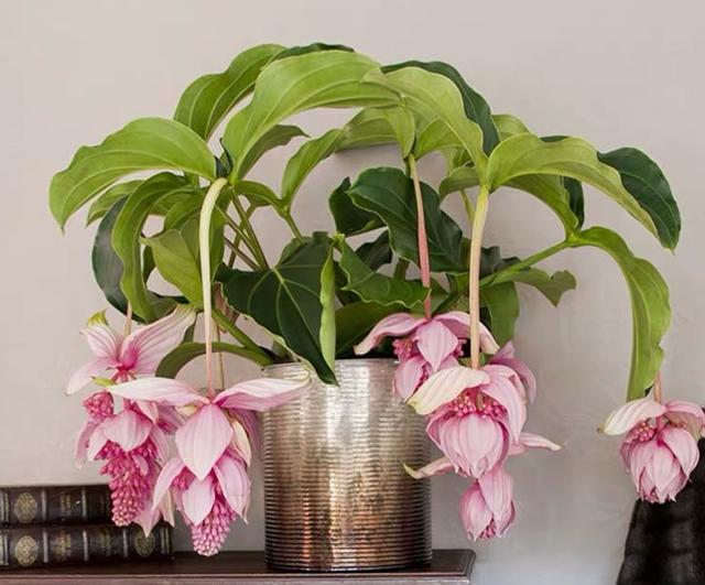 最漂亮的20种花，10种花中贵货太好看