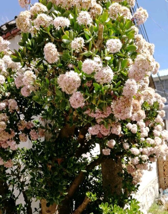 家里多养花的6大好处，10个养花好处