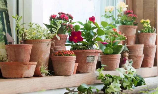 半封闭阳台如何养花，封闭小阳台养花也很棒