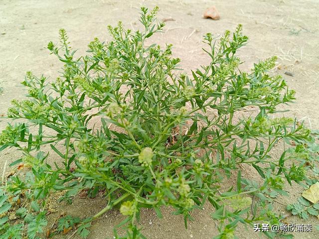 这么多野菜你认识几种，比韭菜还鲜嫩