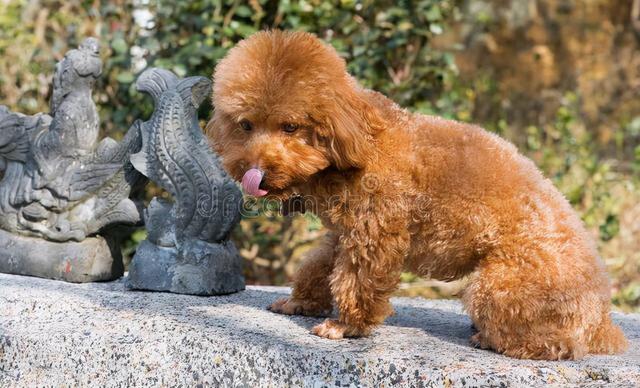 狗吐食物是怎么回事呢，狗狗呕吐一般都是什么原因