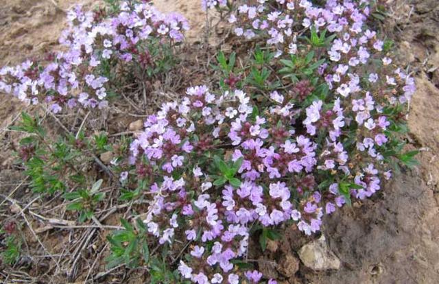 一株什么的小草，“我是高原冻土路上的一株‘小草’”