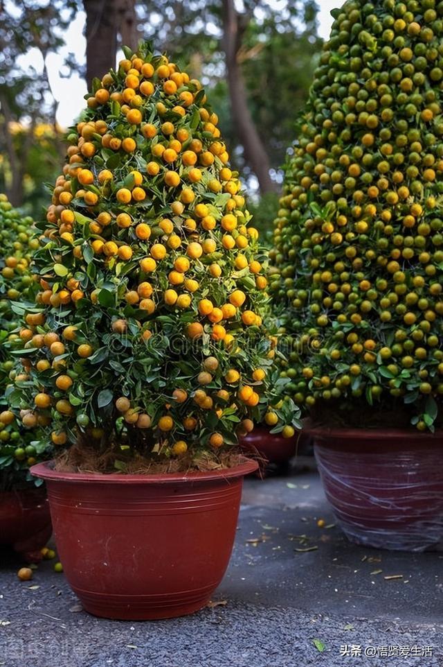 客厅盆景树种前十名，栽客厅里的吉祥富贵树（适合客厅养的9种树）