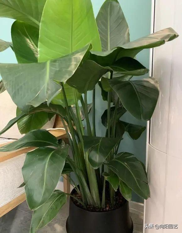 最适合室内阳台的十大植物，10种网红观叶植物