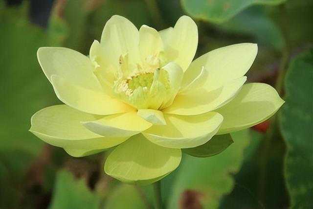 名贵荷花十大品种，最大的荷花品种排行榜