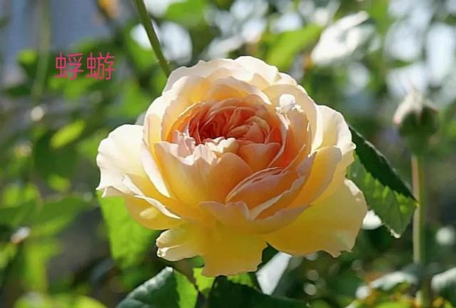 切花月季哪几个品种比较好，常见切花月季一览