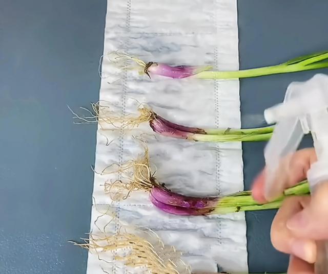 塑料瓶变废为宝，教大家学习塑料瓶变废为宝