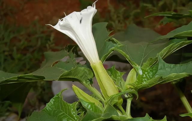 曼陀罗花刺有毒吗，小区惊现有毒“情花”