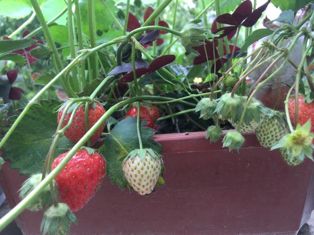 草莓盆栽怎么养，各种盆栽草莓的种植方法（家庭盆栽草莓的种植方法）