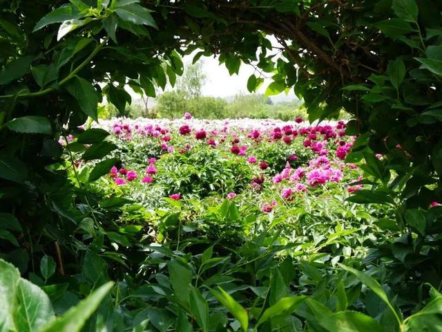 河北省保定十大旅游景点，河北保定值得推荐的十六个旅游景点