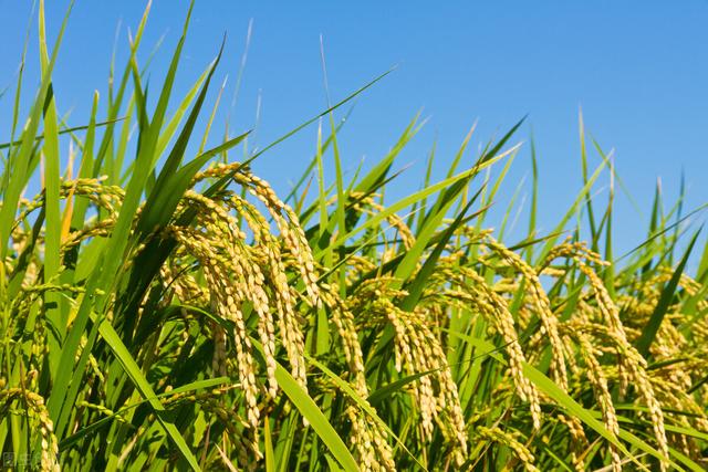 河南特产有什么值得带，河南18个地市能带走的特产都在这