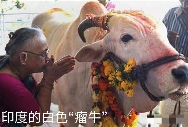 印度人都不吃猪肉吗，印度人真的不吃牛肉和猪肉吗
