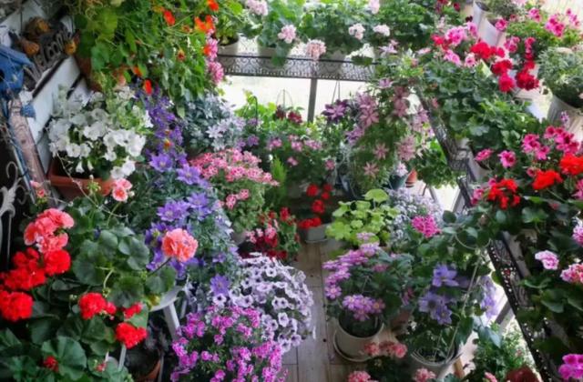 半封闭阳台如何养花，封闭小阳台养花也很棒