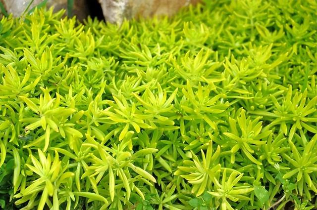 花卉图片及名称大全，常见绿植花卉及名称大全（100种常见花图鉴）