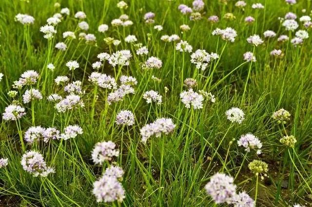 野韭菜和野蒜，这类野菜叫“野韭菜”还是大脑瓜