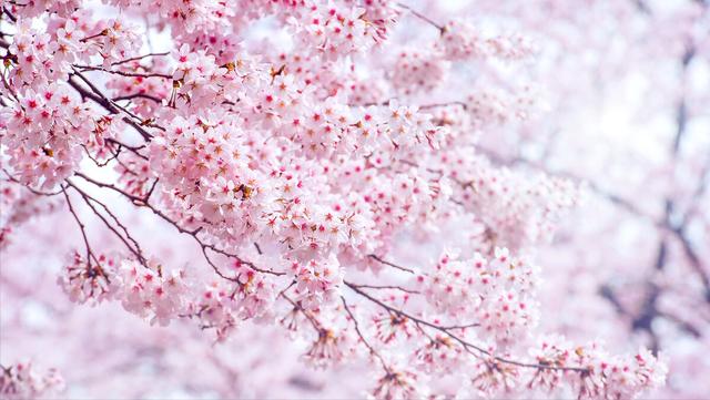 若待上林花似锦，唐诗经典关于春天（春风花草香，“国潮”增芬芳）