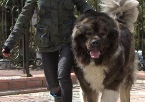 世界最大斗牛犬，世界上最大的斗牛犬是哪个品种（该狗重150斤）