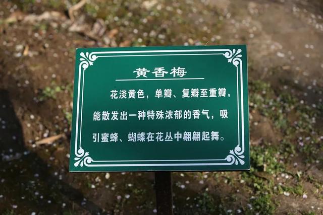 什么梅花品种好，梅花哪个品种比较好看