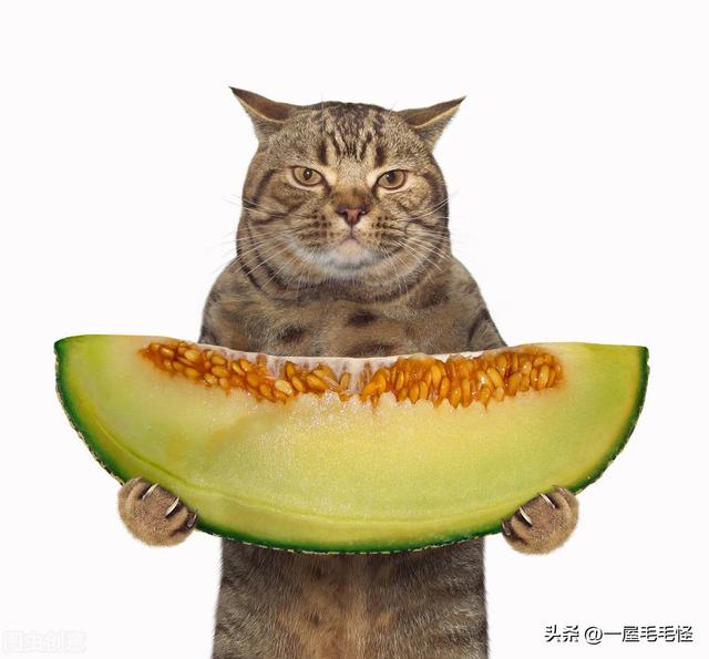 猫咪可以吃的水果，猫咪可以吃的所有水果（猫咪可以吃的水果）