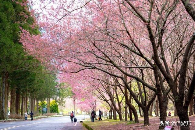 日本赏樱花著名景点，这些赏樱地等你打卡