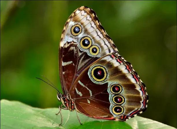 世界八大名贵蝴蝶，世界十大名贵蝴蝶