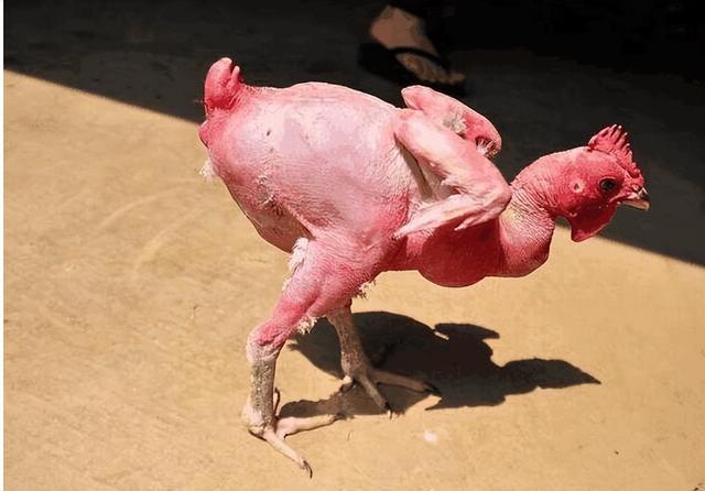 仿生动物科普，人类走进造物主时代