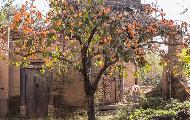二十种风水树排名，5种富贵树