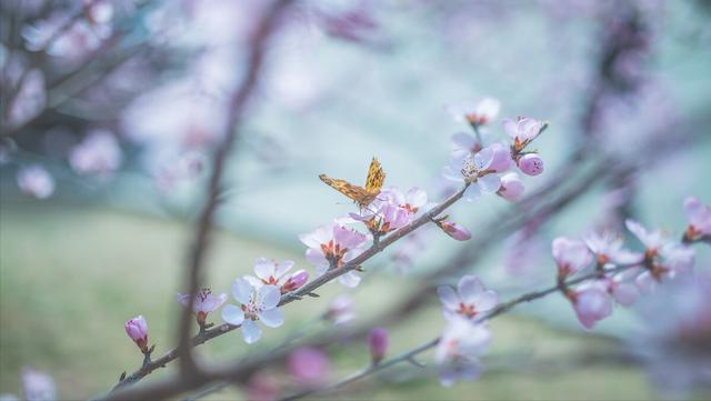 若待上林花似锦，唐诗经典关于春天（春风花草香，“国潮”增芬芳）