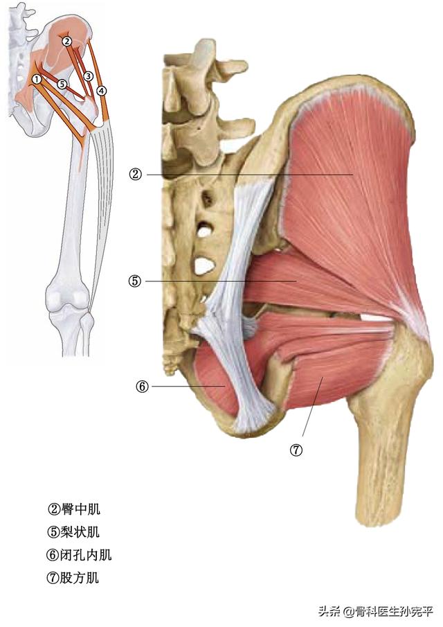 腿部肌肉解剖断面立体结构图，最全面的下肢肌肉解剖图谱