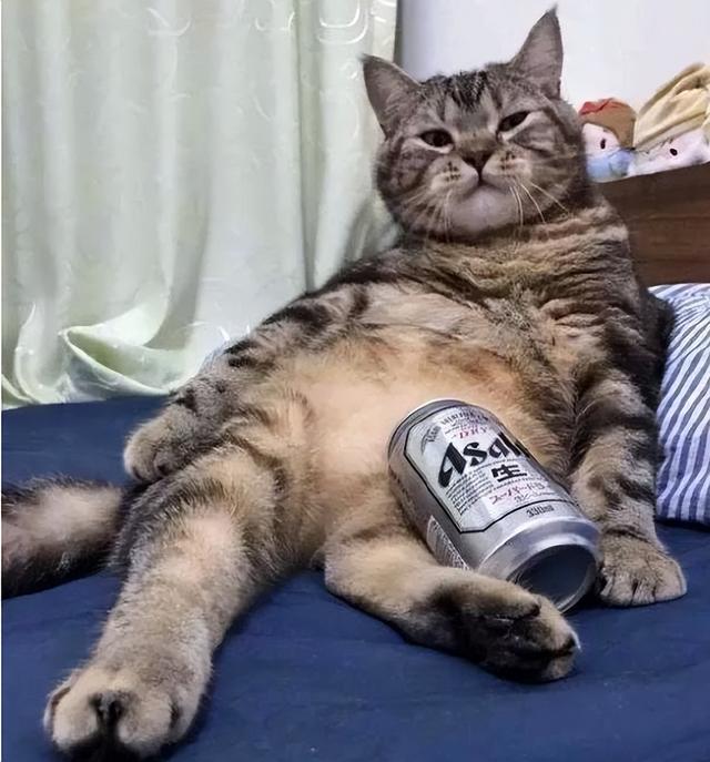 母猫应该绝育吗，它真的没有你想象的那么神奇