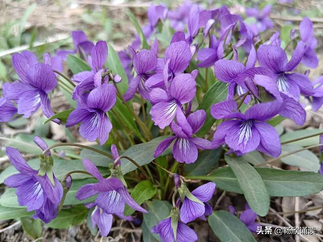 这么多野菜你认识几种，比韭菜还鲜嫩