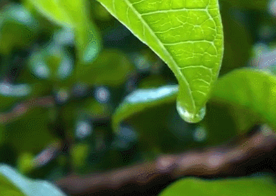 窗前听雨意境，在静怡的时光里听雨