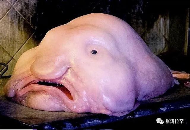 6种长相奇特的动物，千奇百怪一眼销魂