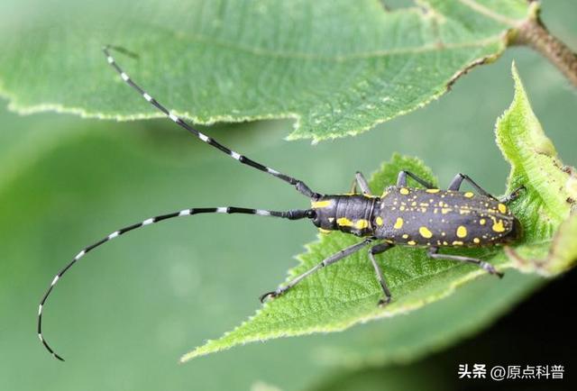 盘点童年玩过的十种昆虫，童年玩过的10种昆虫