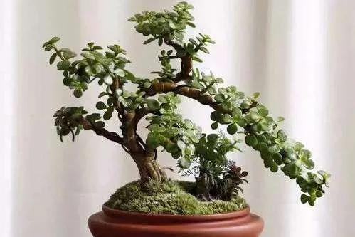 金枝玉叶如何造型，金枝玉叶盆景造型剪枝方法（金枝玉叶要塑形）