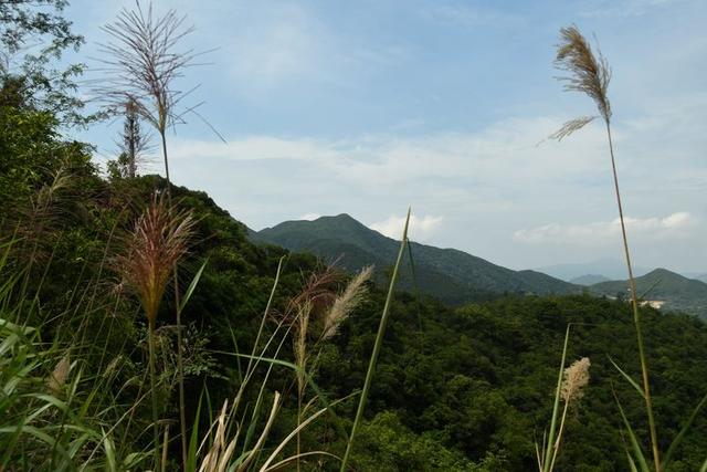 关于深圳梧桐山简介，深圳之巅——梧桐山