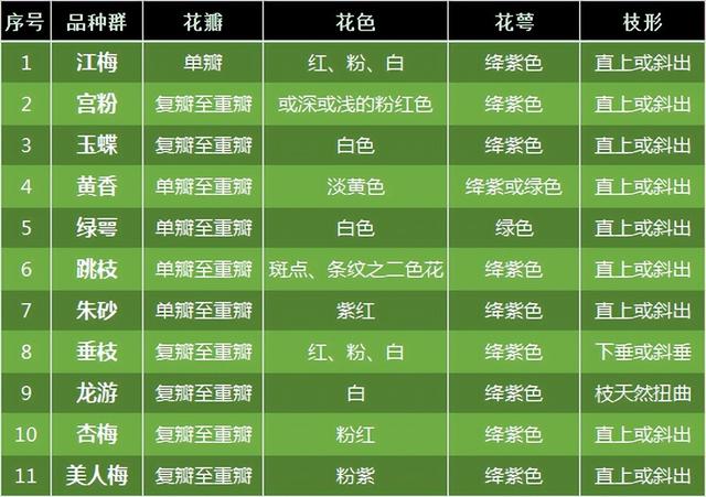 什么梅花品种好，梅花哪个品种比较好看