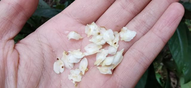 枇杷花多少钱一斤，枇杷花有什么功效与作用