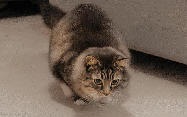 猫的记忆有多久，猫咪对主人的记忆可以持续多久（猫咪会不认识自己吗）