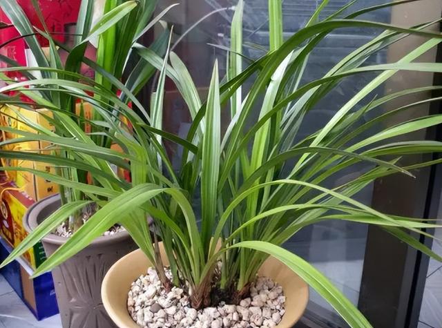 半封闭阳台如何养花，封闭小阳台养花也很棒