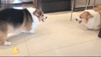 公狗刚刚开始发育有什么反应，狗狗发情会有哪些表现