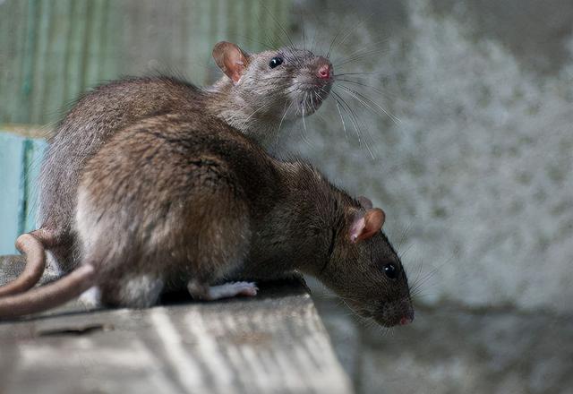 老鼠的天敌有哪些排名，四害之首的老鼠