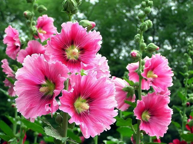 花卉图片及名称大全，常见绿植花卉及名称大全（100种常见花图鉴）