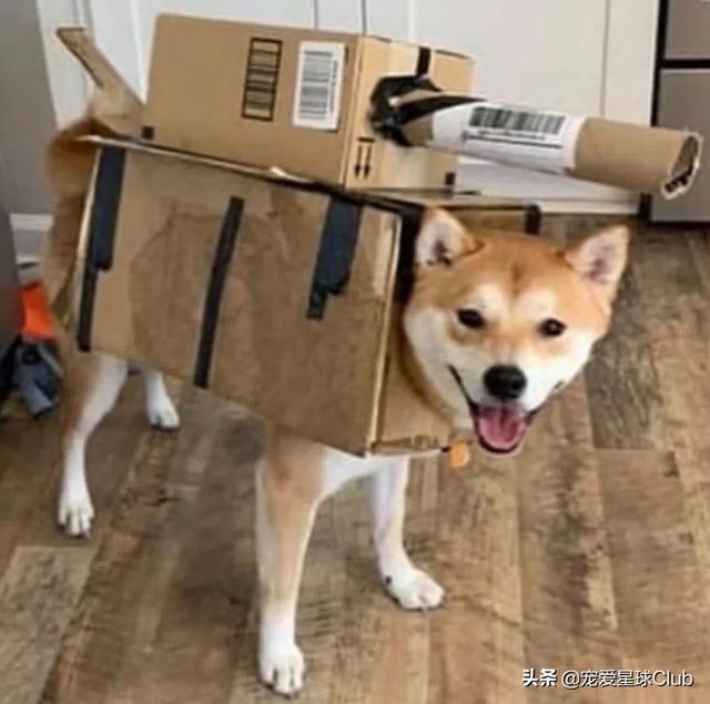 高清网图柴犬表情包，柴犬表情包合集